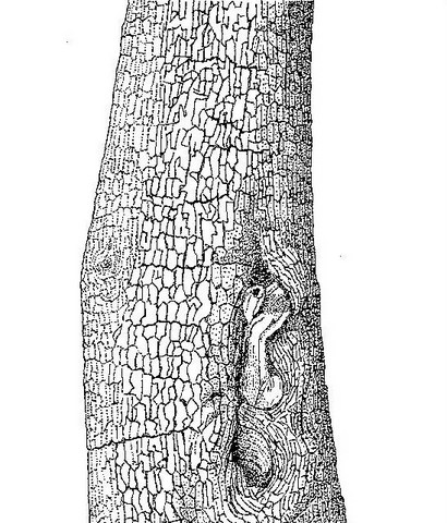 Combretum imberbe