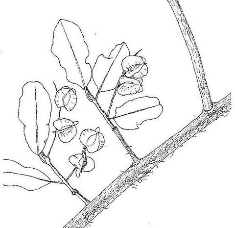 Combretum imberbe