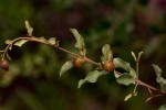 Combretum imberbe