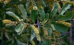 Combretum imberbe