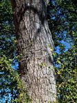 Combretum imberbe