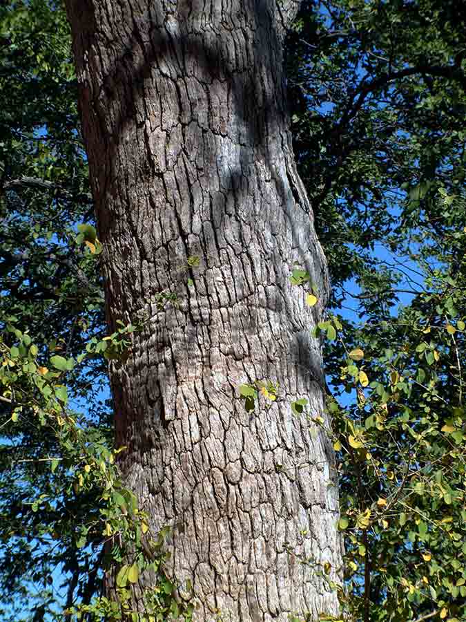 Combretum imberbe