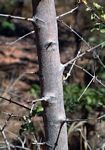 Combretum imberbe