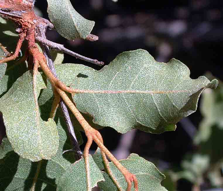 Combretum imberbe