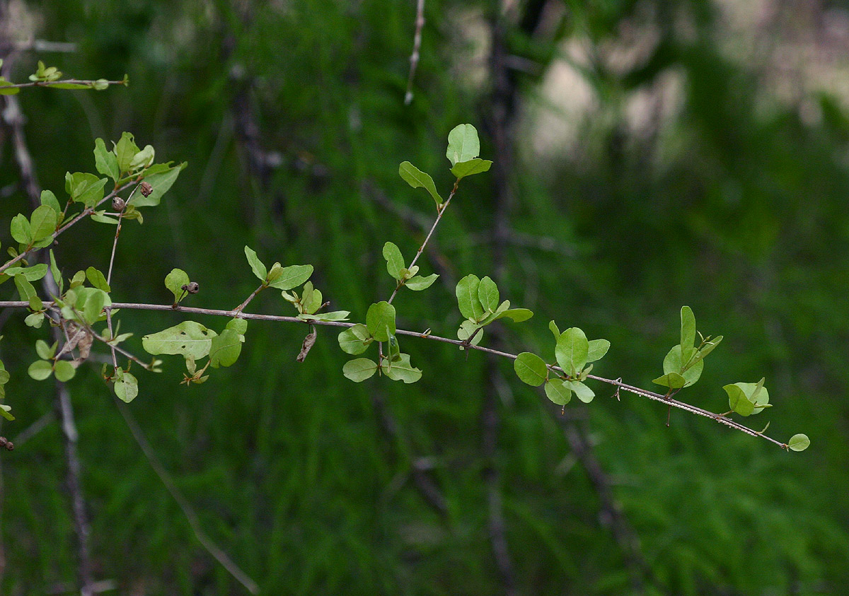 Combretum imberbe
