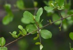Combretum imberbe