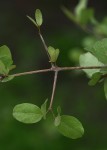 Combretum imberbe