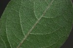 Combretum imberbe