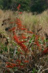 Combretum microphyllum