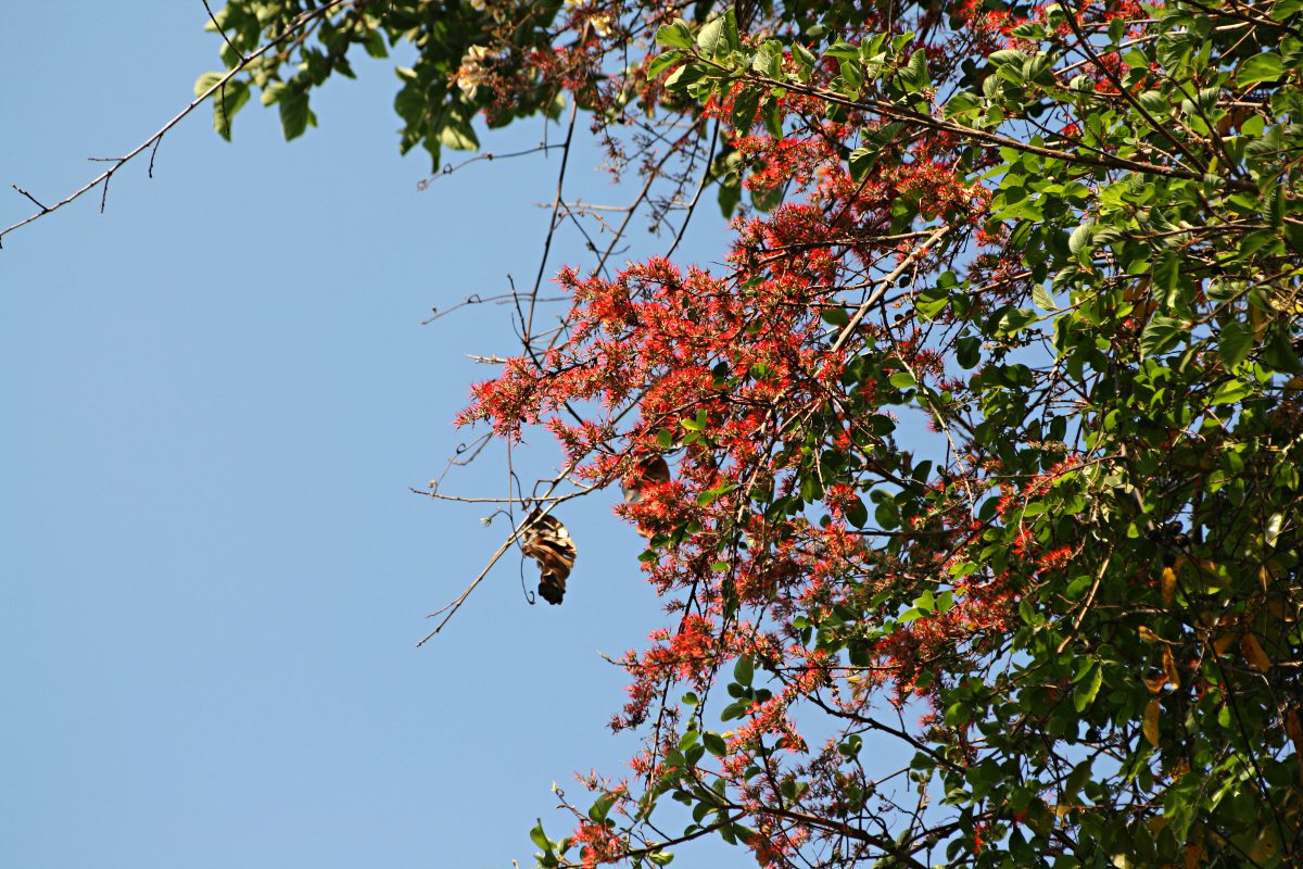 Combretum microphyllum