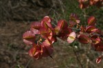 Combretum microphyllum