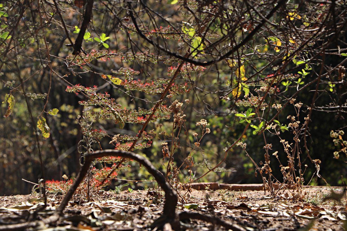 Combretum microphyllum