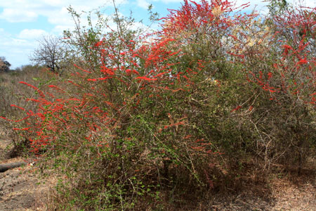 Combretum microphyllum