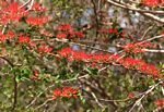 Combretum microphyllum