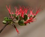 Combretum microphyllum