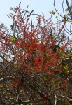 Combretum microphyllum