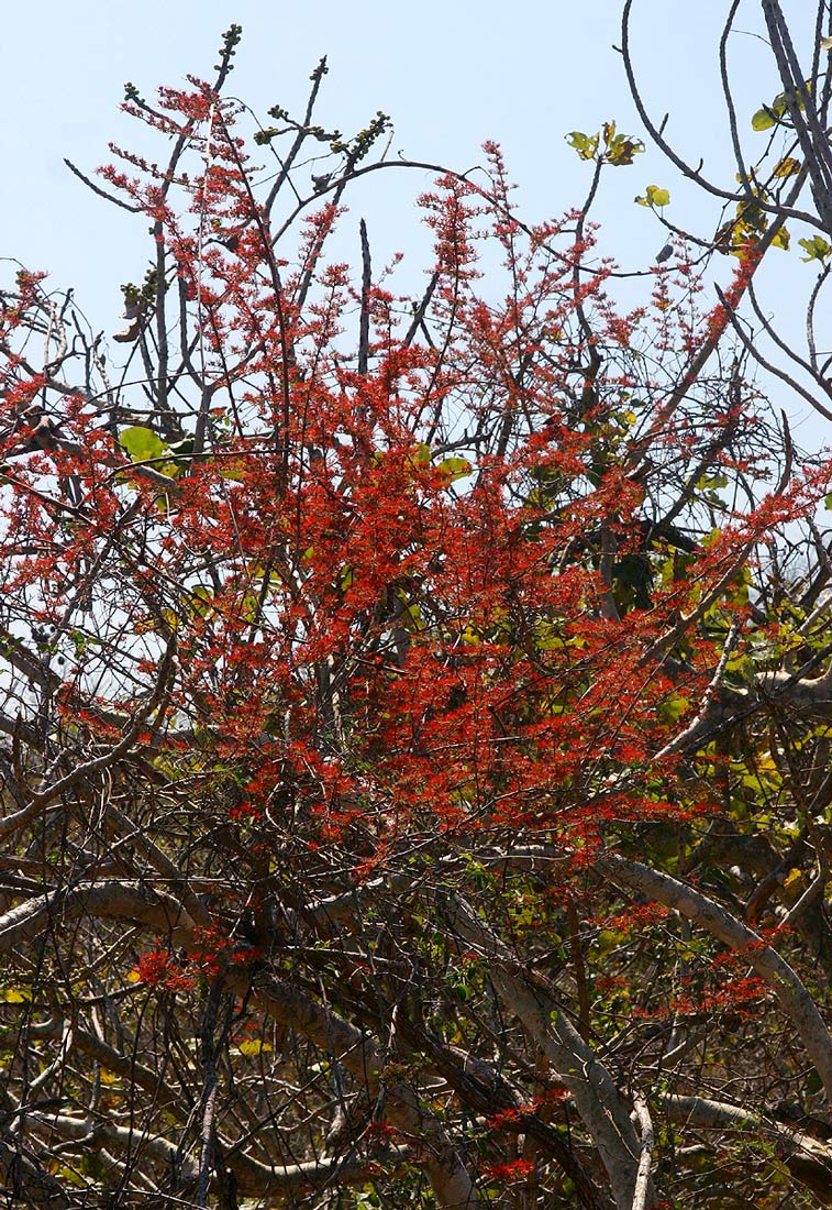 Combretum microphyllum