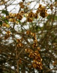 Combretum microphyllum