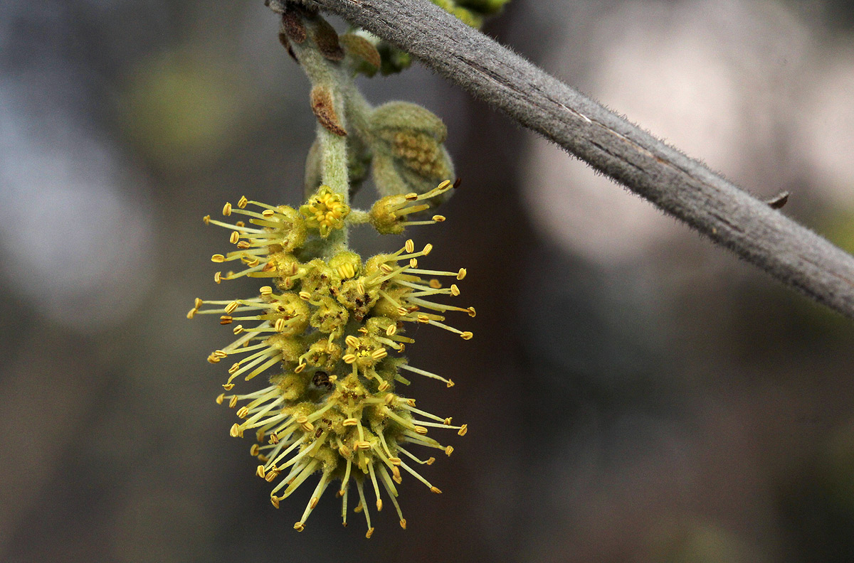 Combretum molle