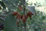 Combretum molle
