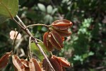 Combretum molle