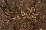 Combretum mossambicense