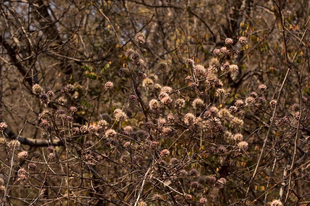 Combretum mossambicense