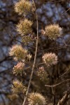 Combretum mossambicense
