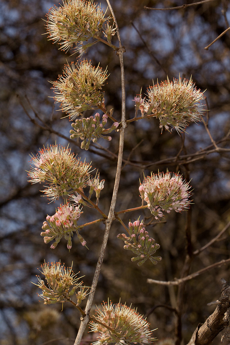 Combretum mossambicense