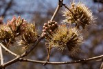 Combretum mossambicense