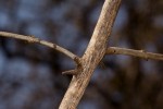 Combretum mossambicense