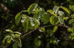 Combretum mossambicense