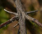 Combretum mossambicense