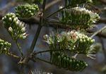 Combretum mossambicense