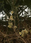 Combretum mossambicense