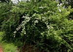 Combretum obovatum