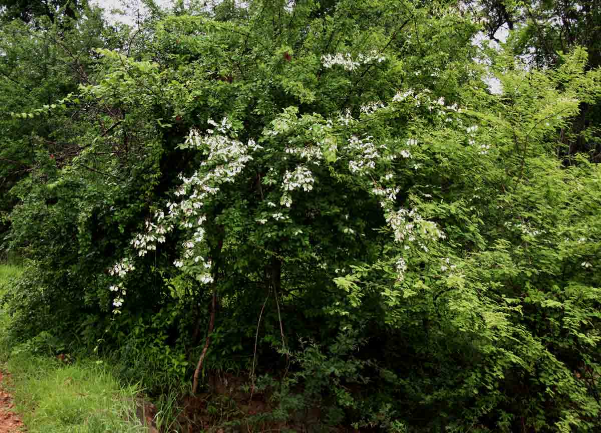 Combretum obovatum
