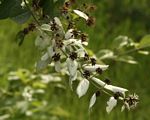 Combretum obovatum