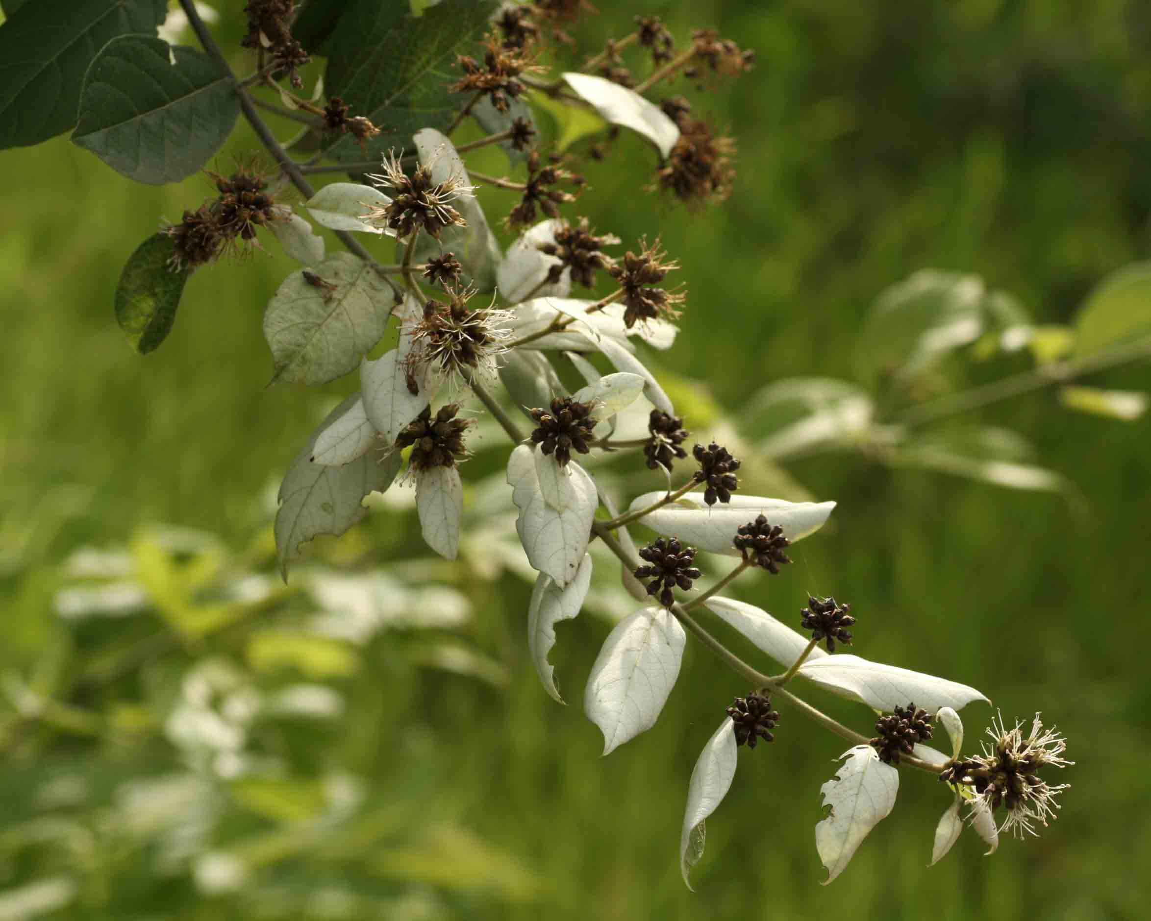 Combretum obovatum