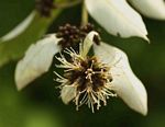 Combretum obovatum