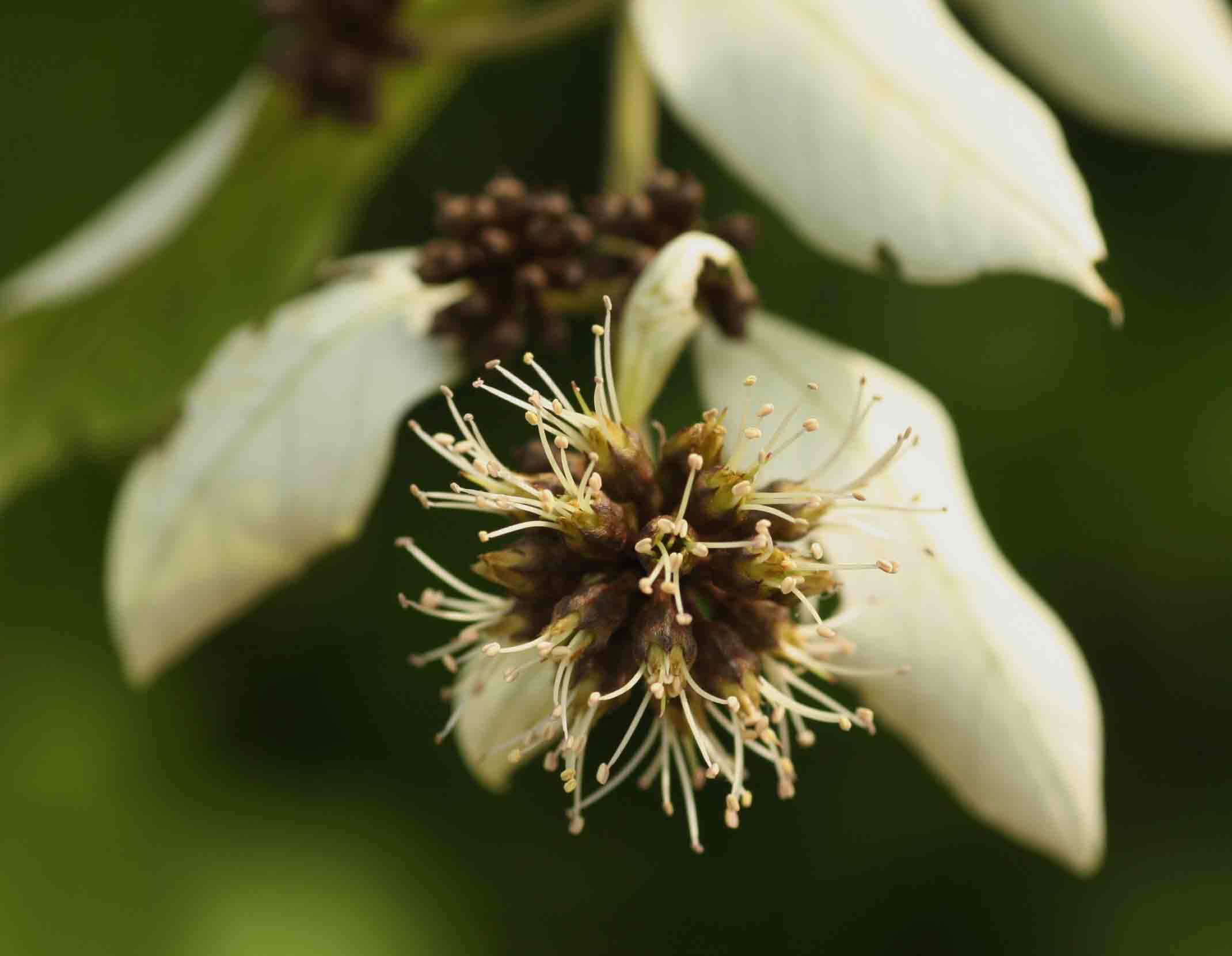 Combretum obovatum