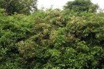 Combretum padoides