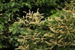 Combretum padoides