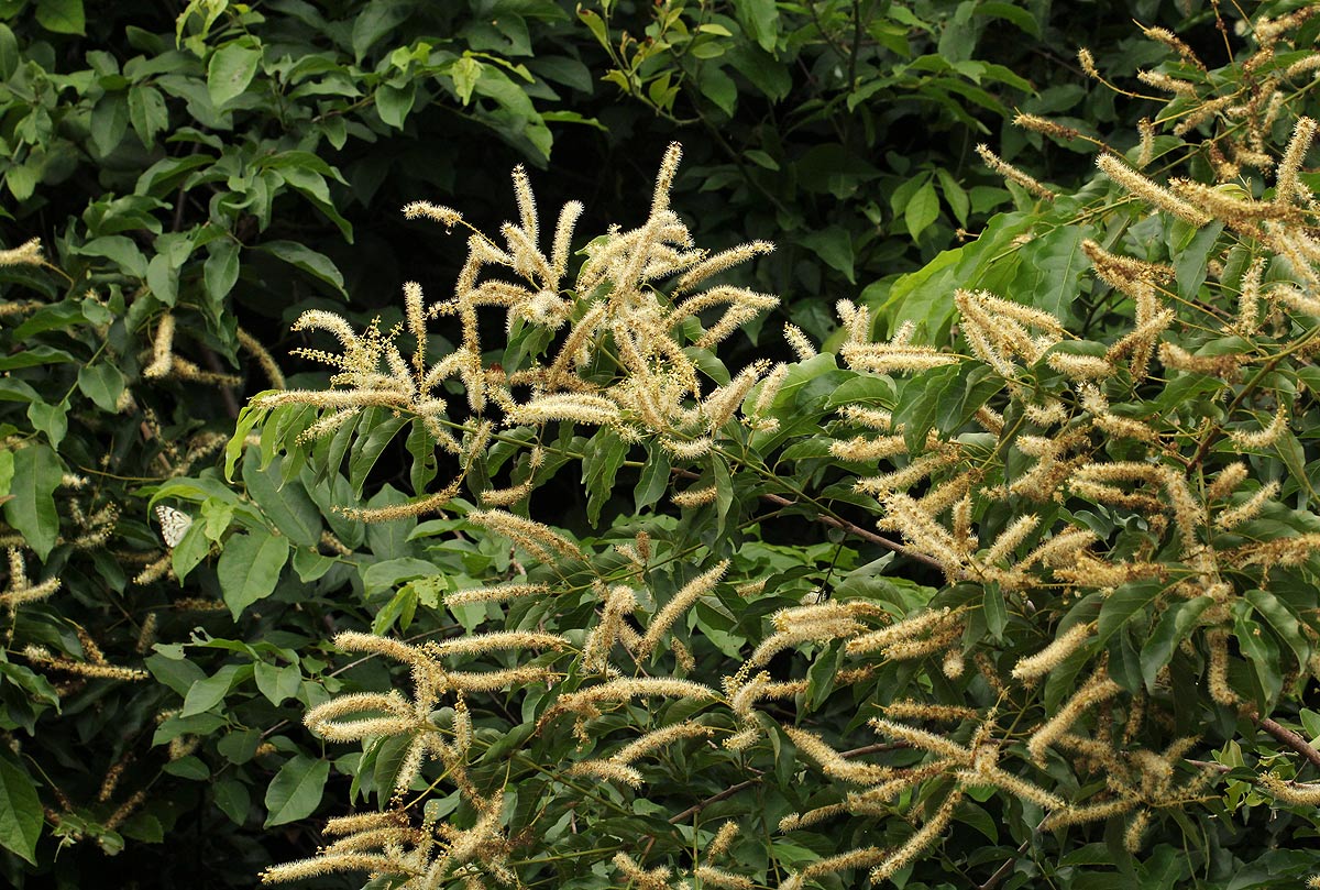 Combretum padoides