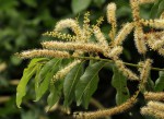Combretum padoides