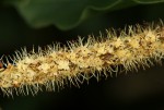 Combretum padoides