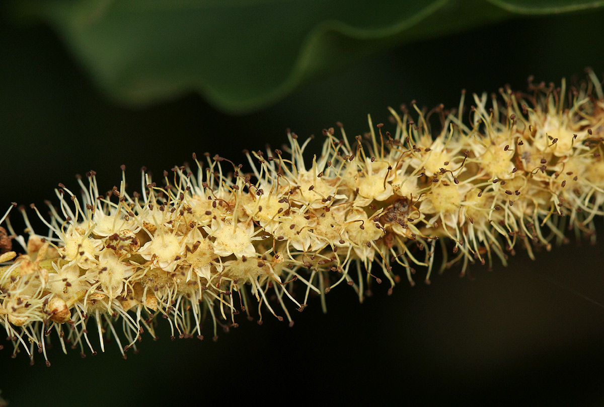 Combretum padoides