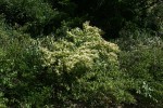 Combretum padoides
