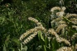 Combretum padoides