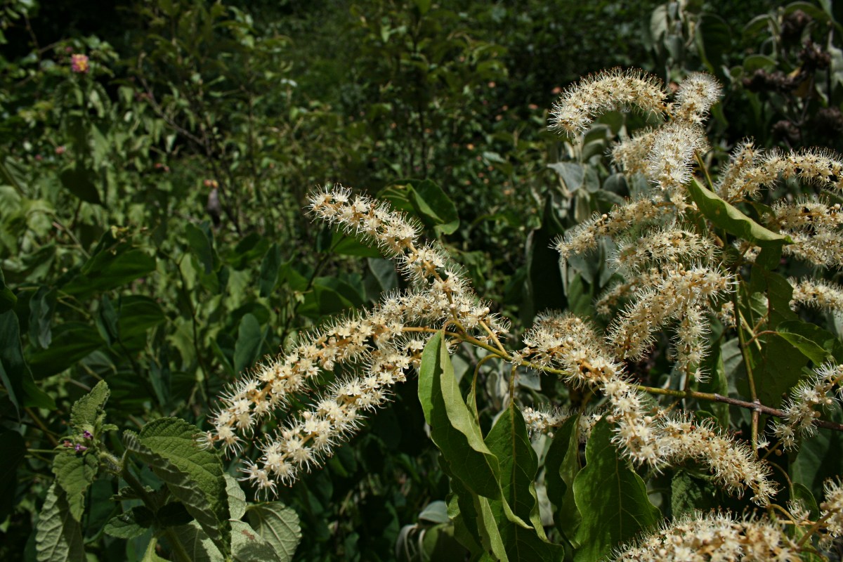 Combretum padoides